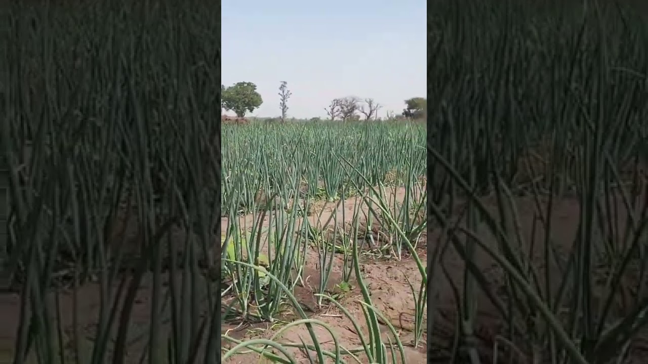 Plantation d'oignons à Mboro 