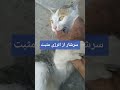 حیوونا فرشته ان