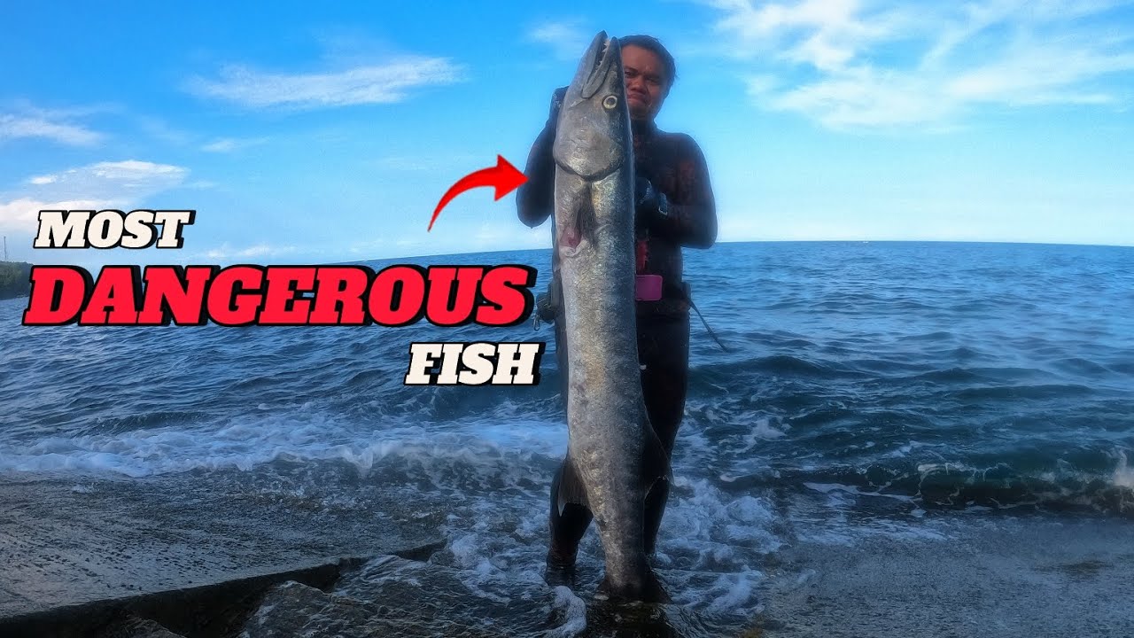MOST DANGEROUS FISH BARRACUDA! || SPEARFISHING PHILIPPINES || BANTON ROMBLON!😱😱💪💪🎯🎯