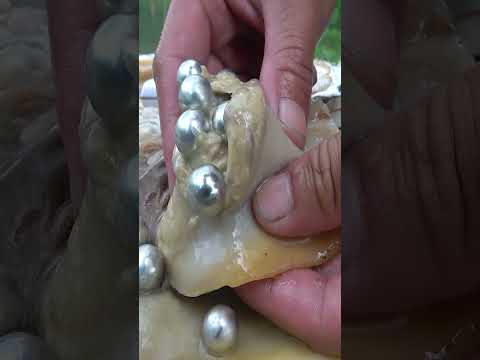 The sparkling pearls of pearl clams