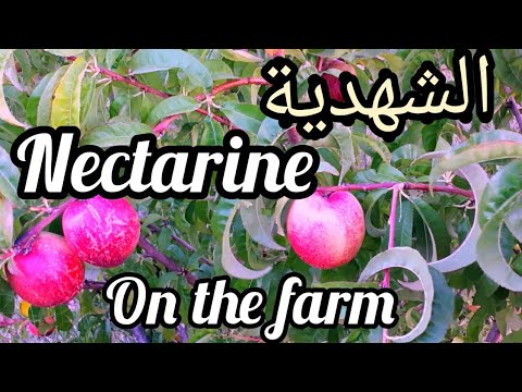 Nectarine organic gardening ( الشهدية)