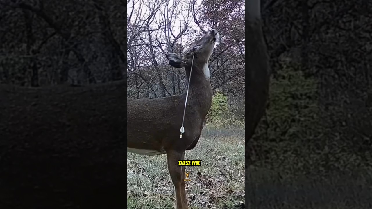 5 Animals That Accidentally Kill Themselves! 