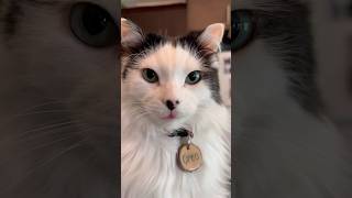 Time Travelling Toots 🐈💨 #throwbackthursday