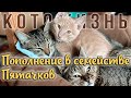 Пополнение в семействе Пятачков 😻 КОТОЖИЗНЬ!