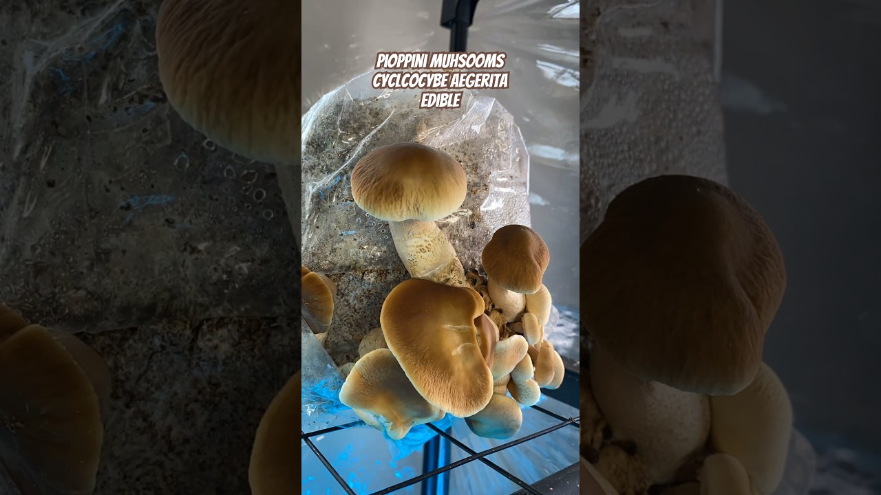 Chonky Velvet Pioppini Mushrooms (Cyclocybe aegerita) Growing In