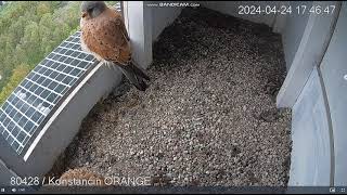 Konstancin Jeziorna Orange PL- Kestrels. Female  & 4 eggs, Male arrived with food -2024 04 24 17 27