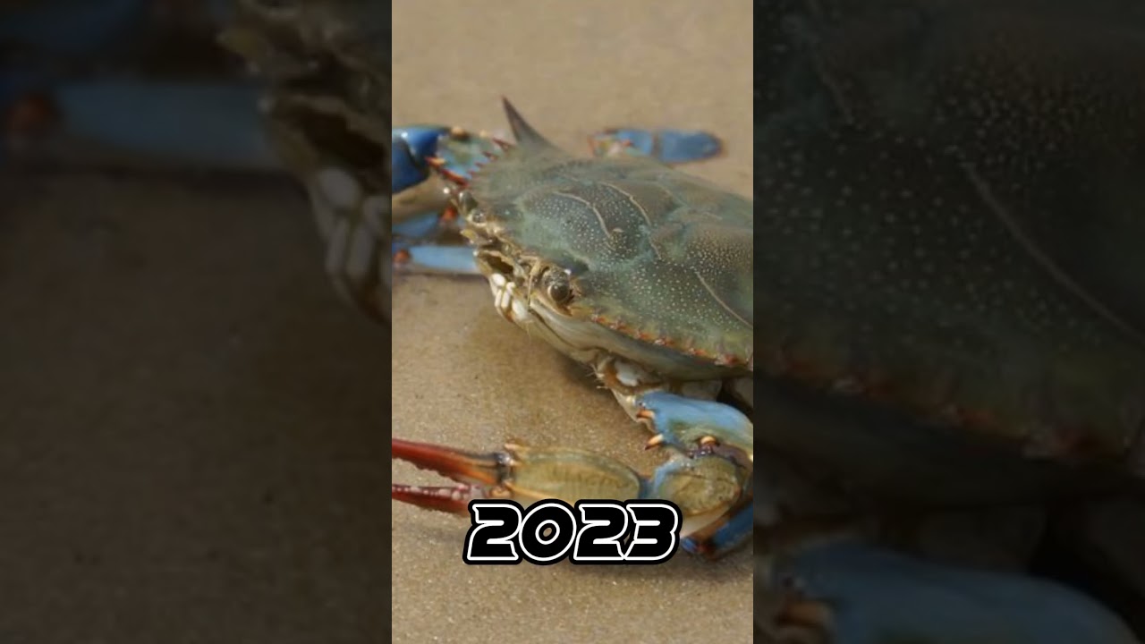 2023 Crab and 5000bce crab | Mithycial | #foryou #viral #edit #shortvideo #ytshorts
