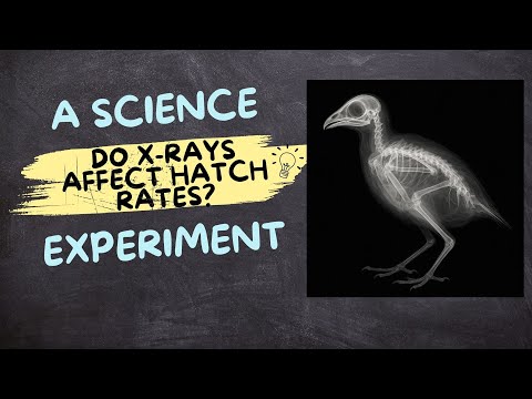 Related Embedded Video Item Thumbnail