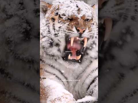 Video: Žili sibírske tigre?