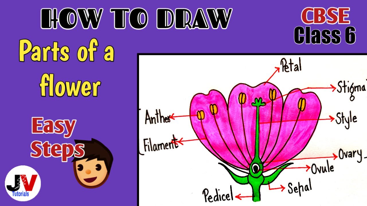 Parts Of A Flower Diagram diagram Of Parts Of Flower For Class 6 how To