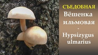 Съедобная  Вёшенка ильмовая -  Hypsizygus ulmarius