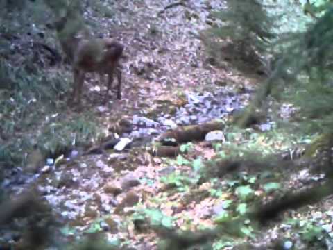 ირმები ბორჯომ-ხარაგაულის ეროვნულ პარკში