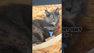 🤯 Mind Blowing Thoughts Compilation Pt. 2 | Funny Cat Video 😹 | Maine Coons Cats #kitten  #comedy by SlowBlink Maine Coons 356 views 3 months ago 1 minute, 57 seconds