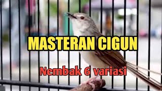 MASTERAN CIGUN NEMBAK 6 VARIASI COCOK UNTUK MASTERAN BURUNG BAHAN