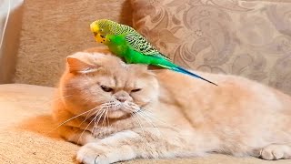 The cat likes it when the bird gives him a massage