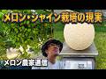 【メロン農家通信26.6.6】作業が追いつかない!農家の限界と皆さんへの回答