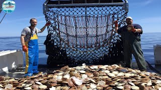 This is How Fishermen Catch Tons of Scallops At Sea  Catch and Process Scallops Right on Board