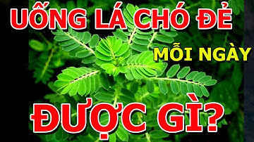 Điều Gì Xảy Ra Khi UỐNG TRÀ CHÓ ĐẺ Mỗi Ngày? Bài thuốc LÀM SẠCH LÁ GAN, THẬN, TRỊ TIỂU ĐƯỜNG