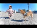 自由気ままな柴犬を「まてぇ〜い」と追いかけ続ける娘がいた