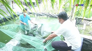 Phát triển con cá dầy | Cần Thơ TV