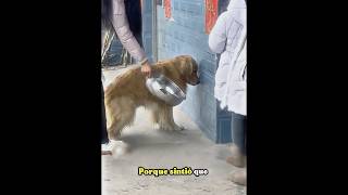 The Golden Retriever Who Outsmarted Their Prank