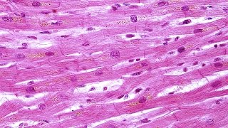 Human Physiology - Overview of Smooth and Cardiac Muscle