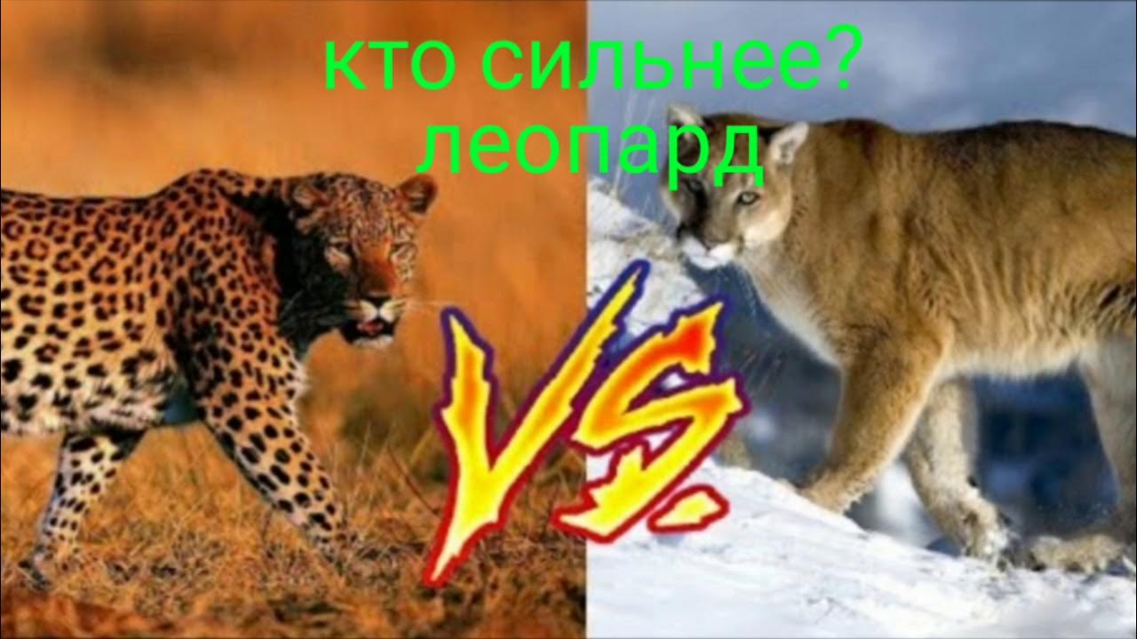 Кто сильнее ягуар или тигр. Пума против тигра. Ягуар против Пумы. Пума против леопарда. Пума против Льва.