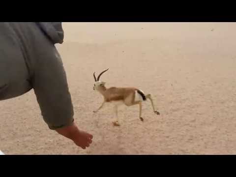 كيف يتم مسك الظبي حيا       