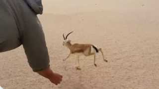 كيف يتم مسك الظبي حيا _how to catch a running deer alive