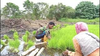 KEKUATAN CINTA PETANI! PAK WANI & BU PUJI BEKERJA BARENG DI RAWA TRANSMIGRASI KALIMANTAN UTARA