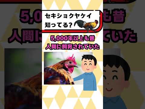 セキショクヤケイって知ってる？#都音ゆずたみ #雑学 #豆知識