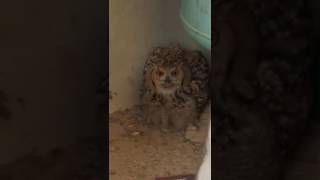 اكبر بومة في العالم The largest owl in the world