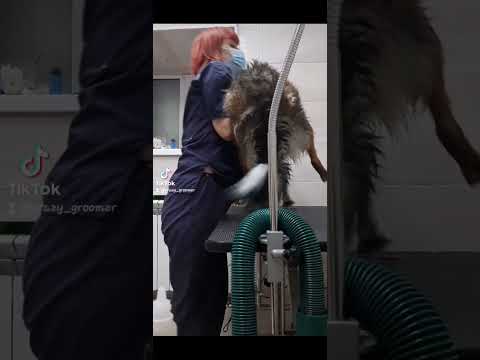 как прошел мой год? #орск #собака #грумер #работа #груминг #dog