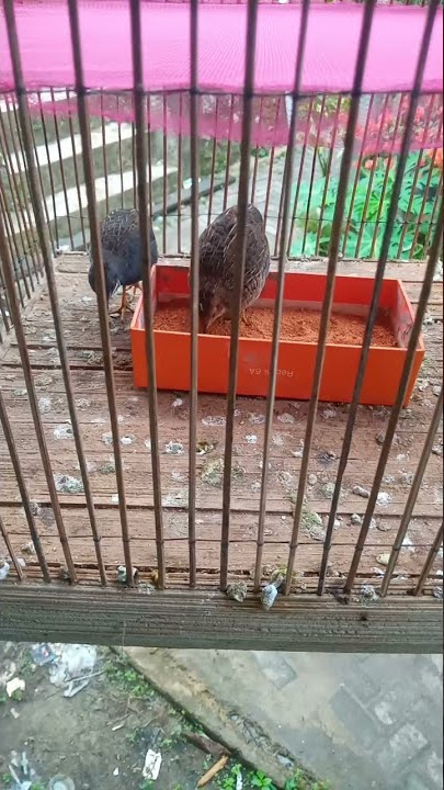 Burung Pipikau Puyuh Batu asli hutan Kalimantan Selatan