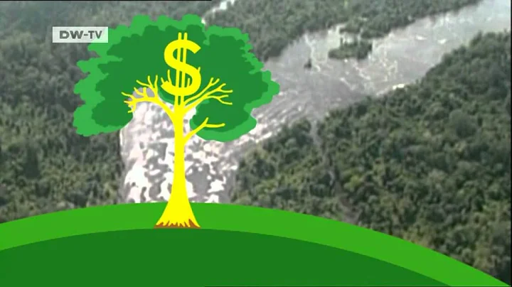 What economic value do forests have? | Global Ideas - DayDayNews