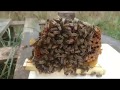 Работа нуклеусов,  как использовать отработаную пчелу. Сентябрь 2018