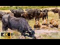 4K African Animals: Hwange National Park - Amazing African Wildlife Footage with Real Sounds