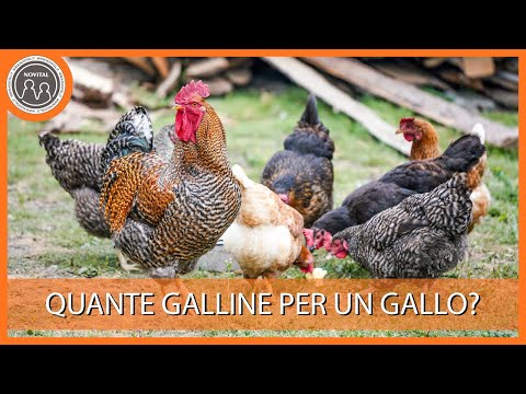 Video: I galli dovrebbero stare con le galline ovaiole?
