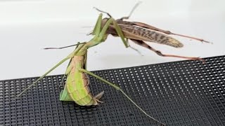 안보면 후회하는 초대박 역대급 ㅁㅊ 경기! 왕사마귀와 풀무치와의 결투가 시작되는데..