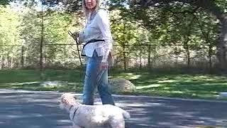 Teach Your Wheaten Terrier to Heel Using These Dog Obedience Training Methods