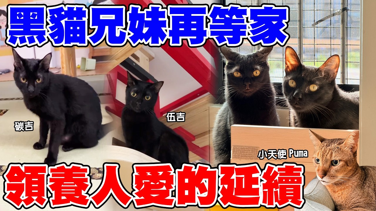 貓被退養了，我的看法是?曾被退養的黑貓兄妹再次前往幸福！【転運棧-浪貓転運ep35】