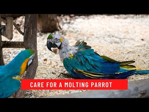 How to Care for a Molting Parrot updated 2021