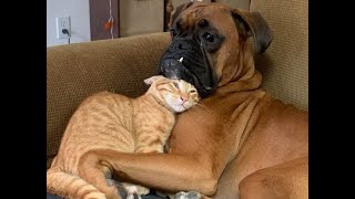 My cat is my support!  Funny video with dogs, cats and kittens!