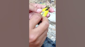 Mikat Burung Sogon Dapat Trotol Jahat #sogon #mikatsogon #sogonngleper
