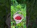 Doğada Dağ Çileği Toplamak 🍓🐕 / picking wild strawberries in the forest