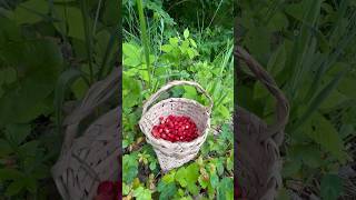 Doğada Dağ Çileği Toplamak 🍓🐕 / Picking Wild Strawberries In The Forest