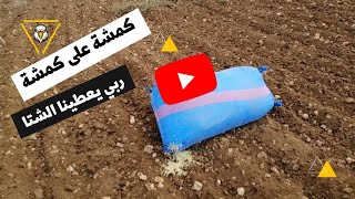 زرعنا الشعير على طريقة الأجداد وصبت الشتا الحمدلله على خيرات ربي❤️