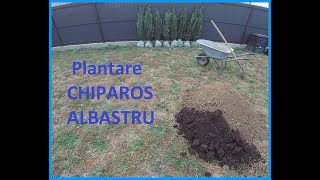 Plantarea Coniferelor (Chiparos Albastru)