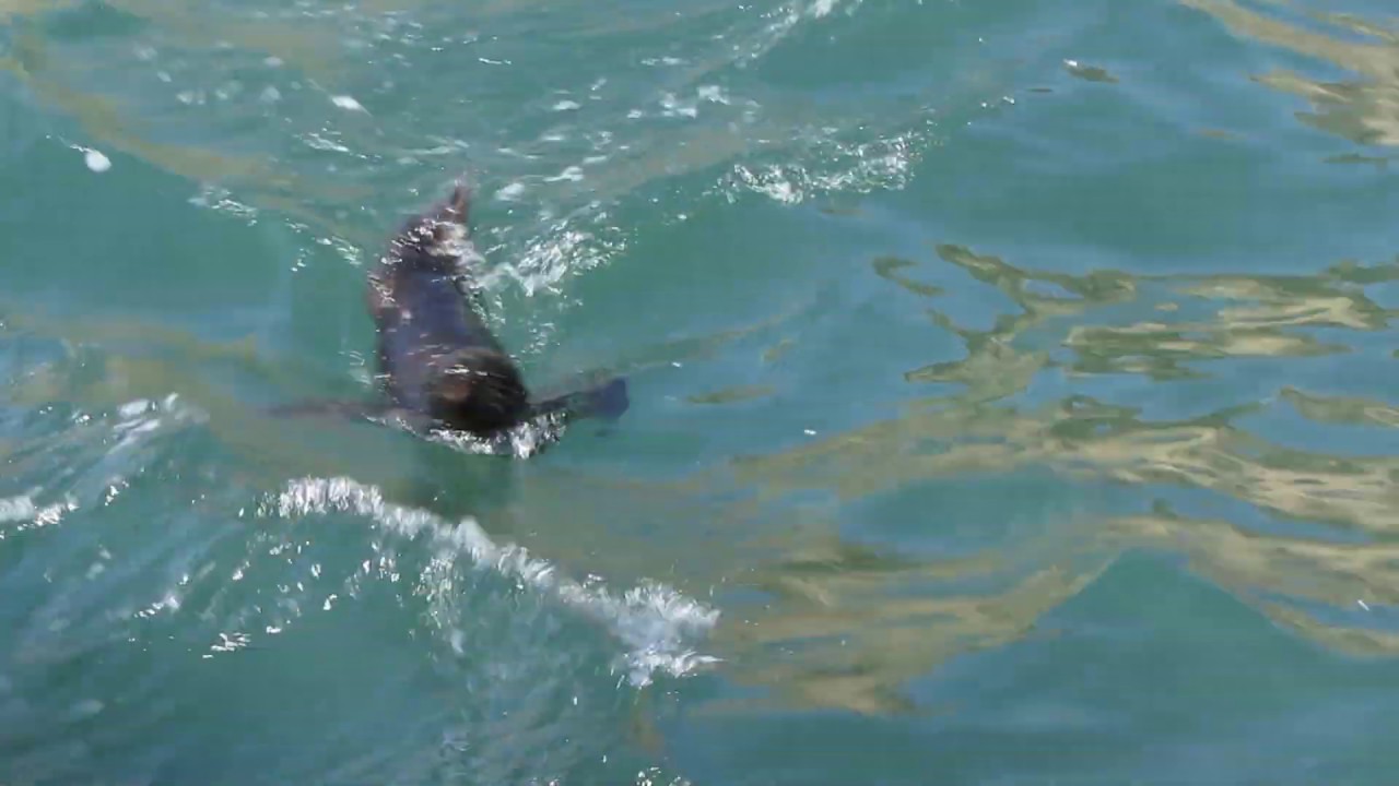 Paracas Peru Sea life