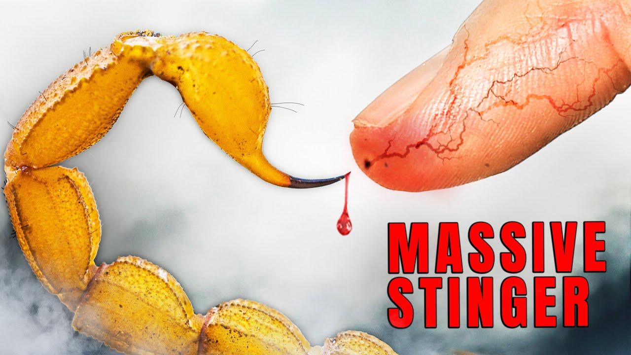 Stung by the Largest Scorpion in America! - YouTube